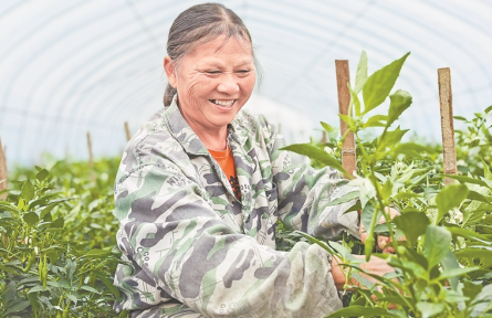 江西高安:不用彎腰種辣椒了