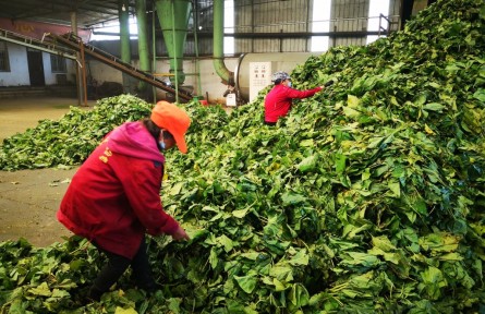 丹江桑風(fēng)拂中原——河南桑蠶產(chǎn)業(yè)既強(qiáng)生態(tài)又生金