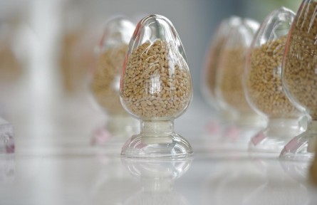 端穩(wěn)中國飯碗!農作物自育品種超95%