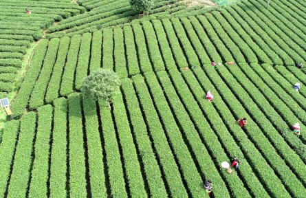 江西吉安遂川獲評“狗牯腦茶”國家地理標志產品保護示范區(qū)