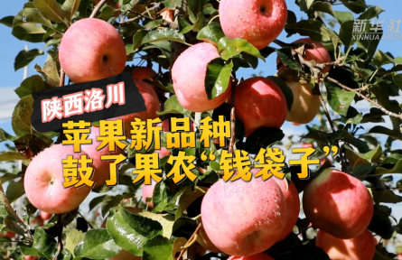陜西洛川：蘋果新品種 鼓了果農(nóng)“錢袋子”