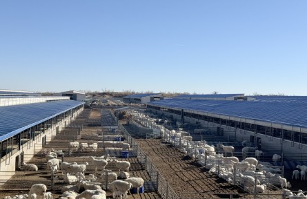 甘肅古浪:做大做強(qiáng)羊產(chǎn)業(yè) 促縣域經(jīng)濟(jì)高質(zhì)量發(fā)展