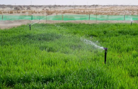 新疆糧食單產(chǎn)蟬聯(lián)全國(guó)第一