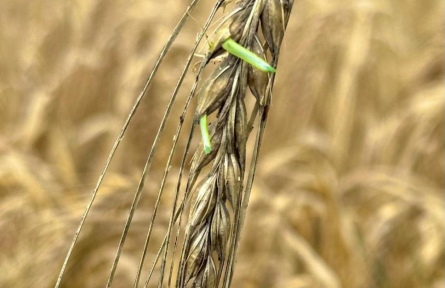 科學(xué)家破解大麥種子休眠關(guān)鍵機(jī)制 助力應(yīng)對(duì)氣候與糧食挑戰(zhàn)