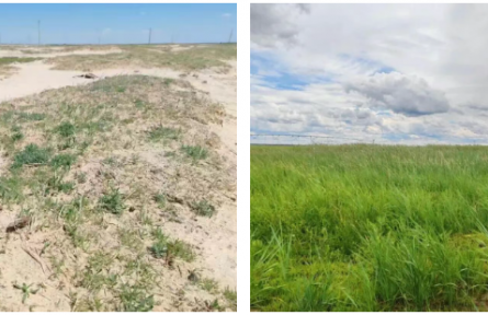 全球最佳！這株“小草”，把荒漠變綠洲