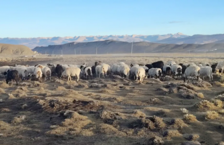 西藏:首個(gè)國(guó)家級(jí)地理標(biāo)志保護(hù)示范區(qū)驗(yàn)收確認(rèn)