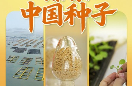 習(xí)近平總書(shū)記關(guān)切事|攥緊中國(guó)種子