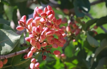 新疆首次發(fā)布主要林木目錄，開心果等入選