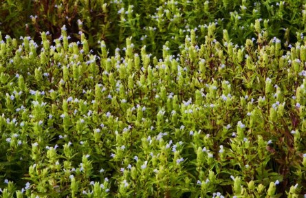 跳蚤草的重生：從瀕危植物到“致富草”