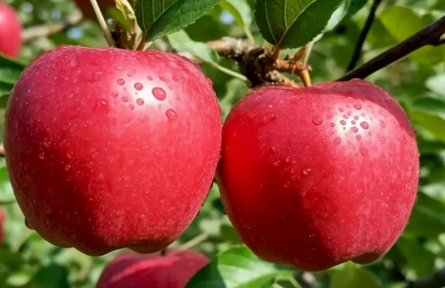 家鄉(xiāng)特優(yōu)農(nóng)產(chǎn)品大學(xué)生推薦官 | 品牌手記?：寧脆蘋果：來(lái)自黃土高原的甜蜜饋贈(zèng)