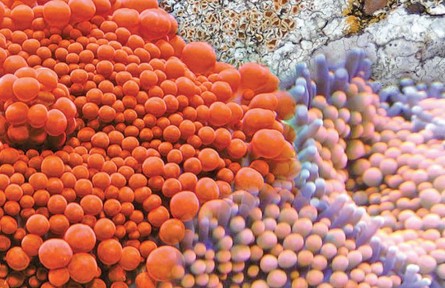 那些令人驚艷的海洋生物