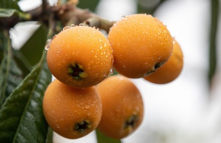 枇杷香甜幸福濃（陳洪）