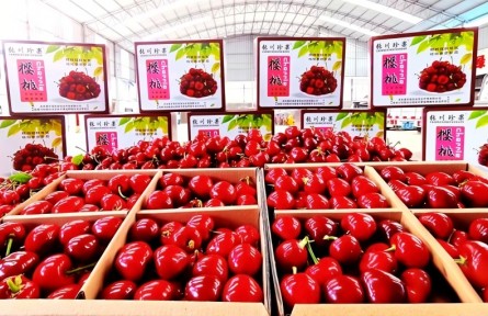 冬日“莓”好搶先嘗！甘肅張家川特色產(chǎn)業(yè)集群成鏈