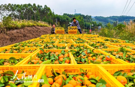 廣西金秀：采摘沙糖桔
