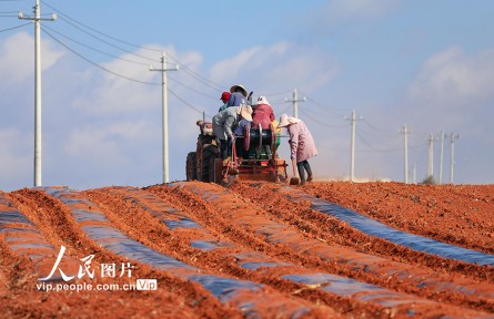 云南陸良：播種小春馬鈴薯