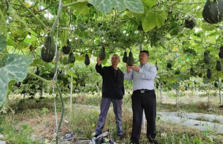 集體收入從不足3萬(wàn)到70余萬(wàn)，這個(gè)“紅色村”靠什么逆襲?