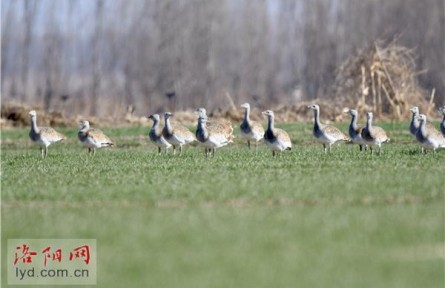 33只珍稀大鴇現(xiàn)身孟津黃河濕地