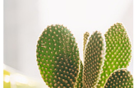 你的鞋和包，可能是用菠蘿葉、蘋果渣、仙人掌皮做的