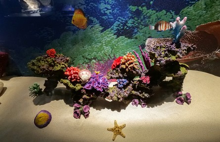 科技名詞|珊瑚 coral