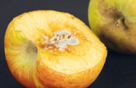 辟謠|長(zhǎng)了霉斑的蘋(píng)果，削掉一塊再吃就安全了？
