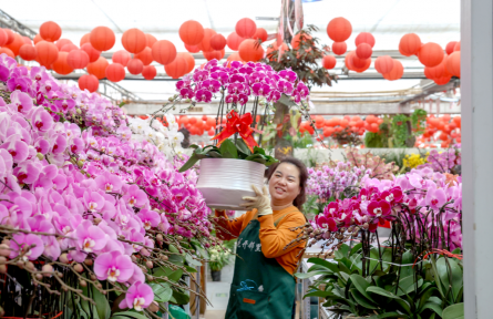 全國十大產(chǎn)區(qū)年宵花進京展銷